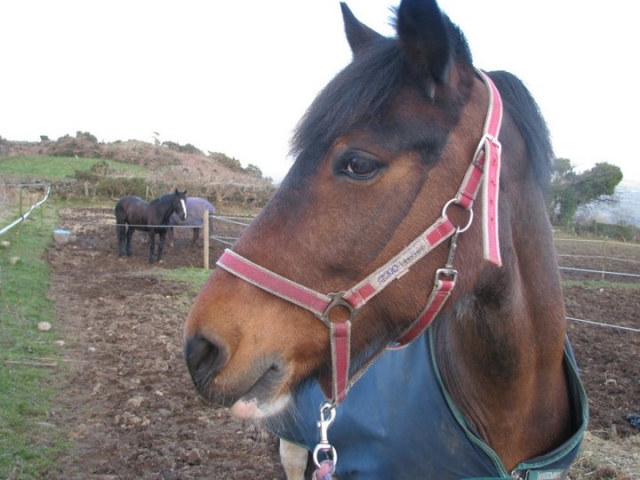  Uno de nuestros caballos 